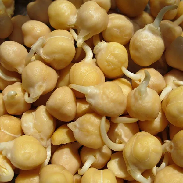ChickPea Microgreens Sprouting Seeds