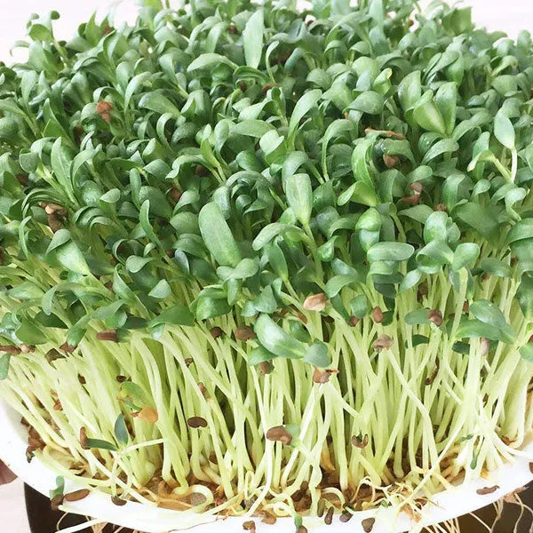 Fenugreek Microgreens Sprouting Seeds