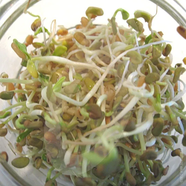 Fenugreek Microgreens Sprouting Seeds