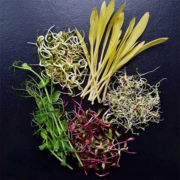 Fenugreek Microgreens Sprouting Seeds