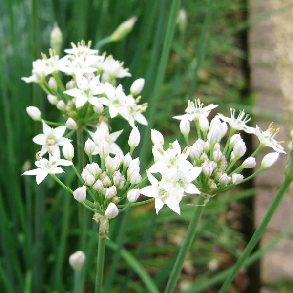 Garlic Chives Chinese Leek Microgreens Sprouting Seeds