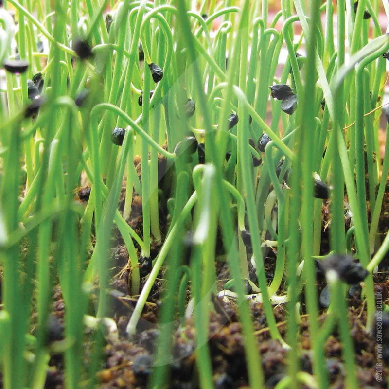 Garlic Chives Chinese Leek Microgreens Sprouting Seeds