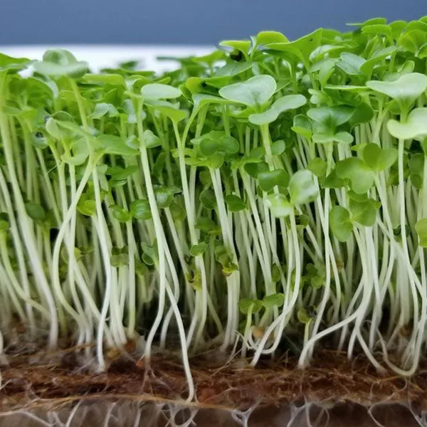 Kale Black Tuscany Microgreens Seeds