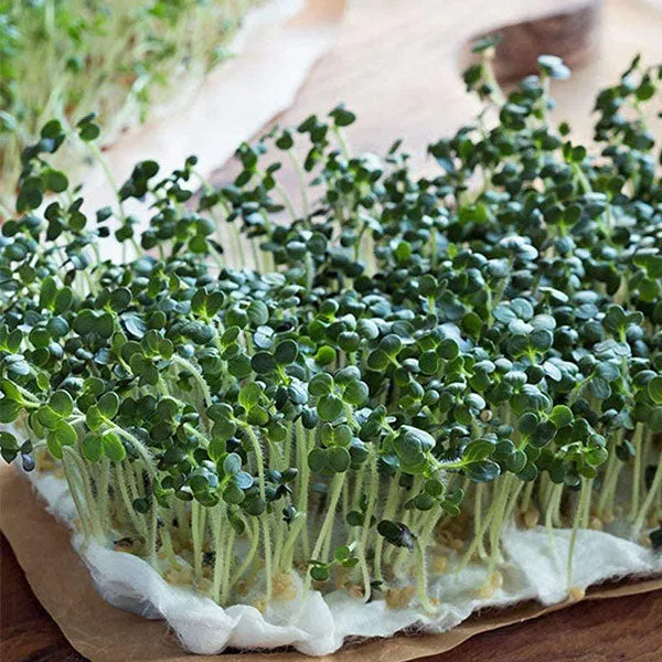Kale Black Tuscany Microgreens Seeds