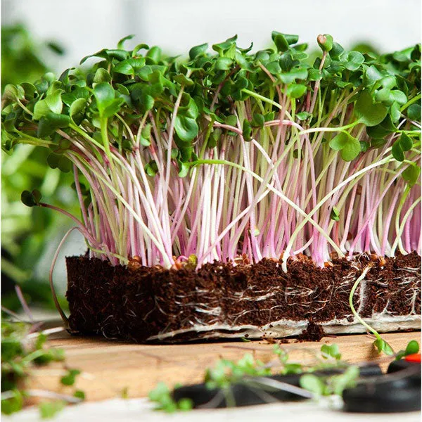 Kale Red Russian Microgreens Seeds
