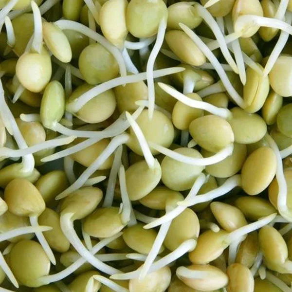 Lentil Green Microgreens Sprouting Seeds