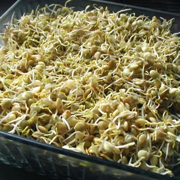 Lentil Green Microgreens Sprouting Seeds