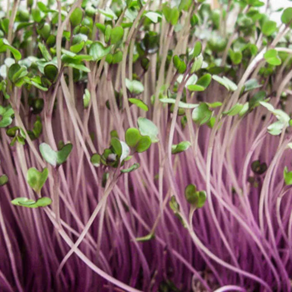 Pink Kale Microgreens Seeds