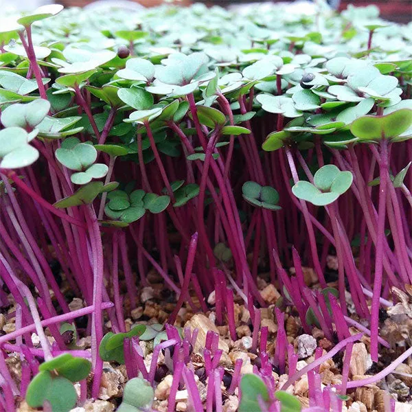Pink Kale Microgreens Seeds