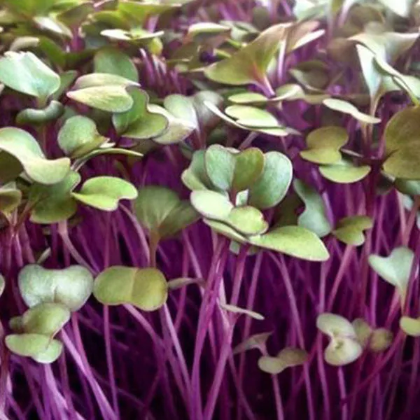 Pink Kale Microgreens Seeds