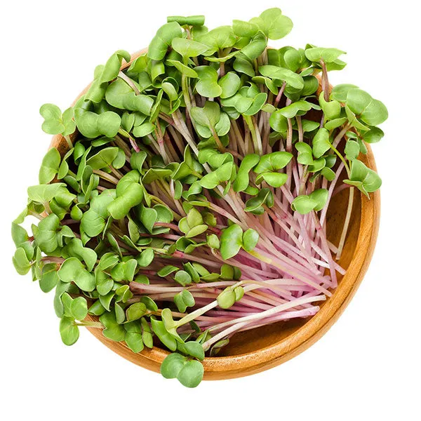 Radish China Rose Microgreens Seeds