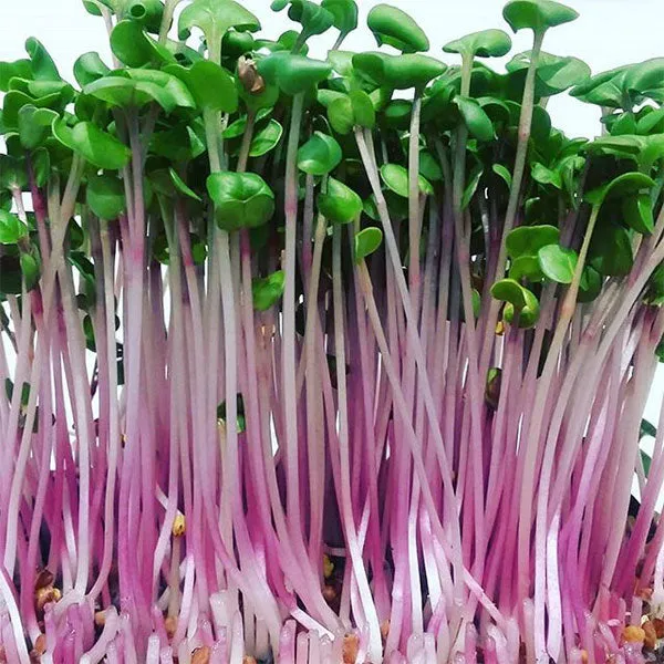 Radish China Rose Microgreens Seeds