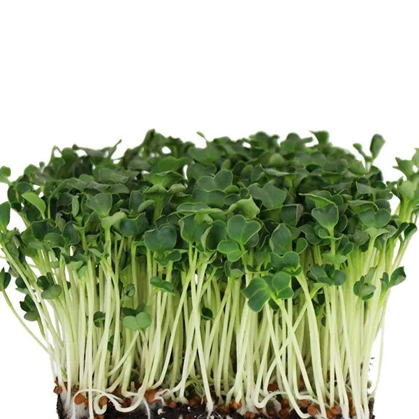 Radish Daikon Microgreens Seeds