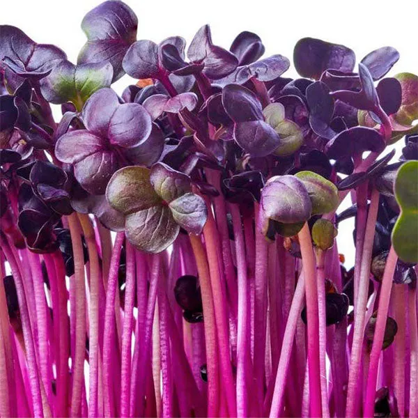 Radish Sango Microgreens Seeds