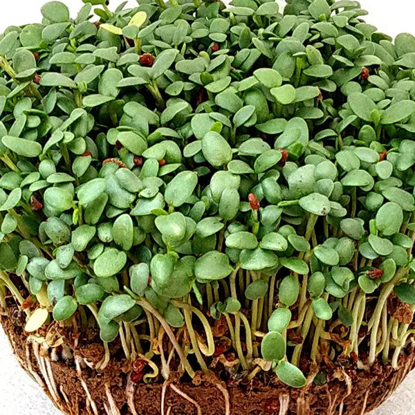 Red Clover Microgreens Seeds