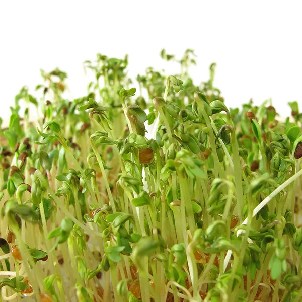 Red Clover Microgreens Seeds