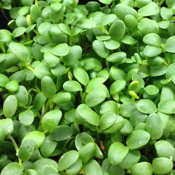 Red Clover Microgreens Seeds