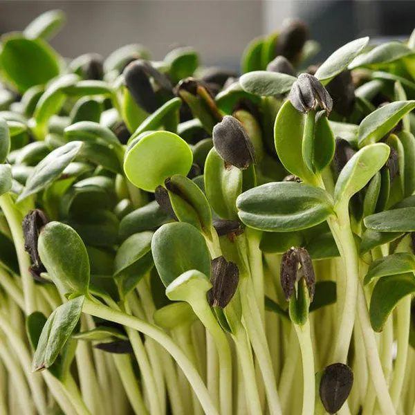 Sunflower Green Microgreens Seeds
