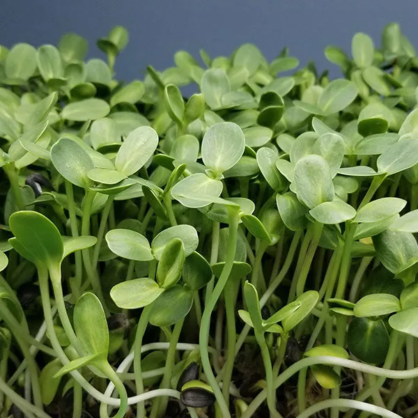 Sunflower Green Microgreens Seeds